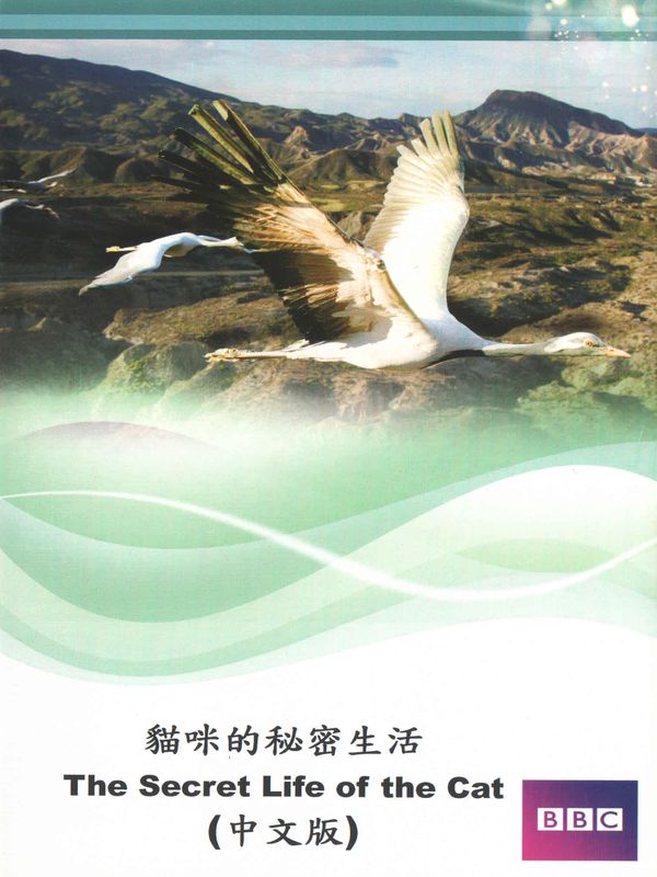 貓咪的秘密生活