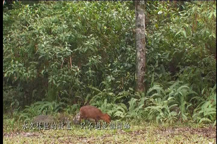 楠梓仙溪探索