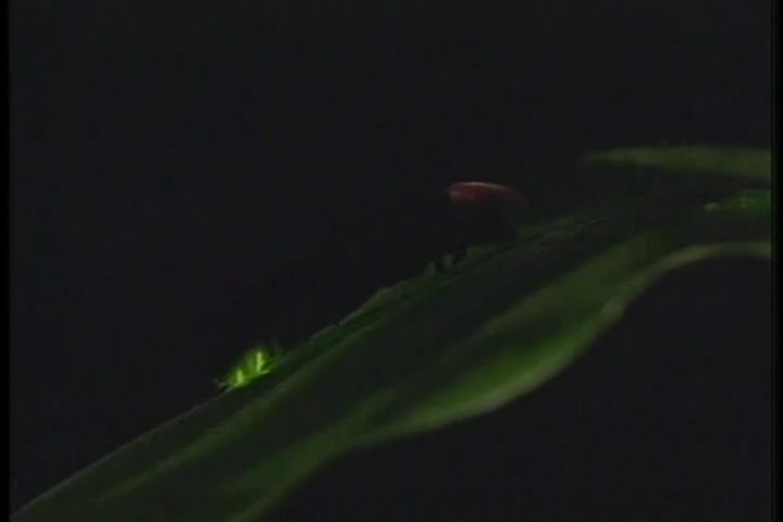 螢火蟲