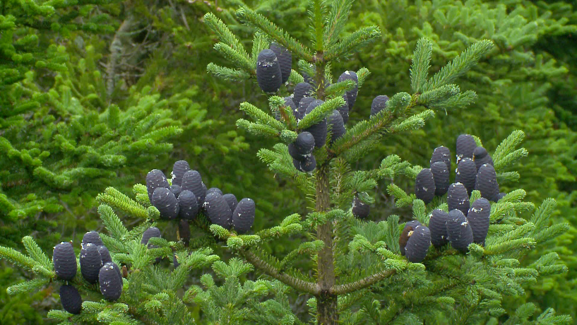 雲海上的島嶼-國語有字