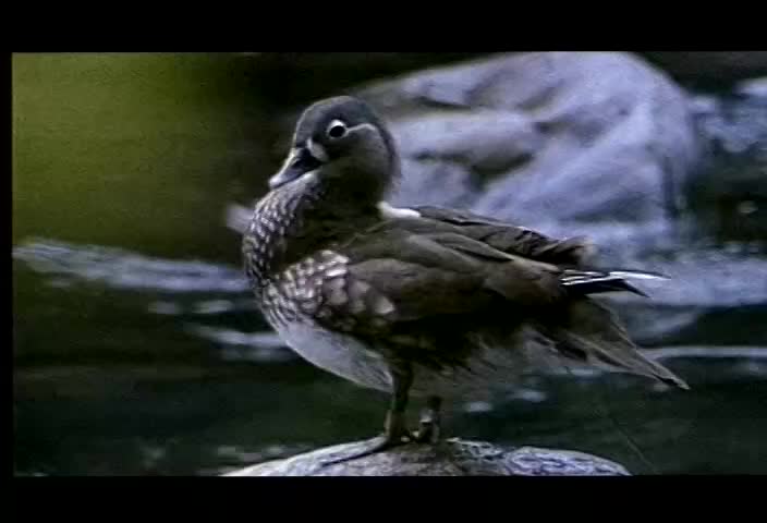 A Mandarin Duck Romance in Shei-Pa