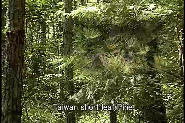 Ecowindow Wuling, Taiwan