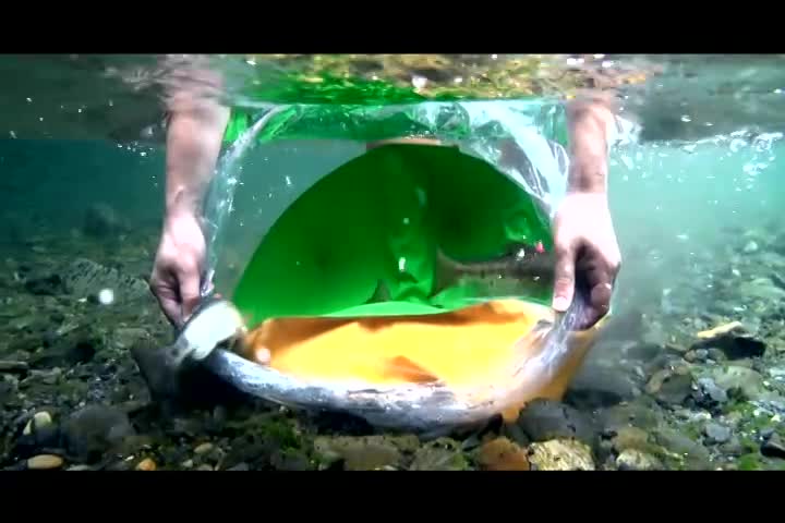 飛越七家灣：臺灣櫻花鉤吻鮭