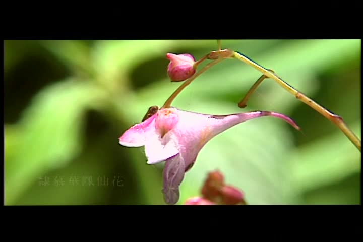 尋找侏儸紀孑遺觀霧山椒魚的故事(無字幕)