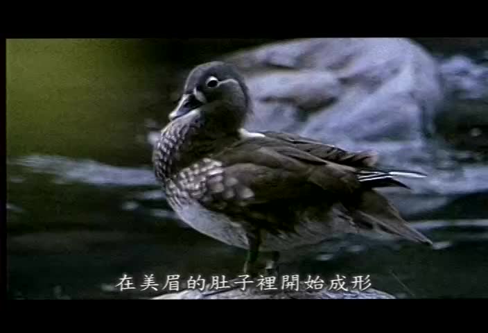 雪霸的鴛鴦奇緣