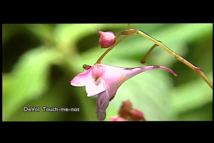 Searching for the Jurassic Relic: The Story of the Guanwu Salamander