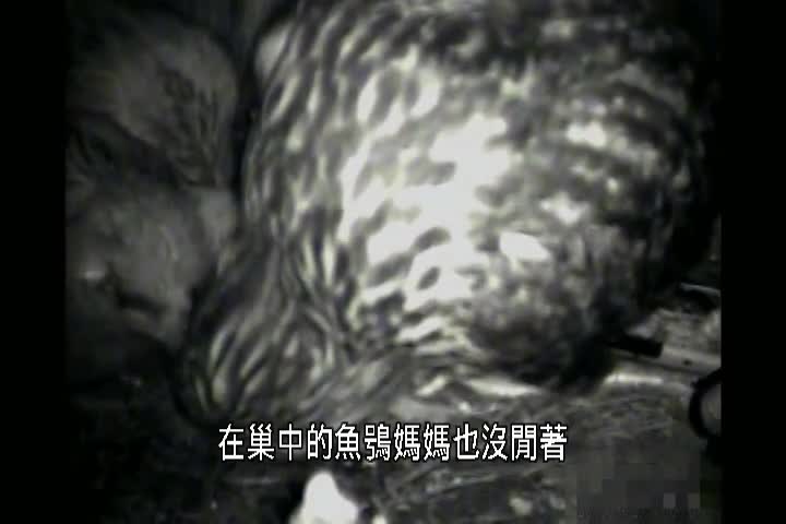 暗夜謎禽 ：黃魚鴞