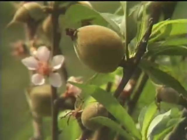 台灣民俗十二月令篇4
立夏小滿迎梅月