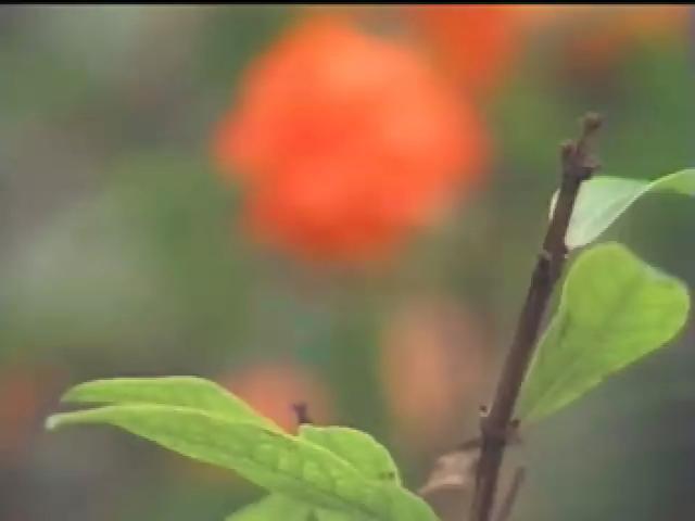 台灣民俗十二月令篇5
芒種夏至迎莆月