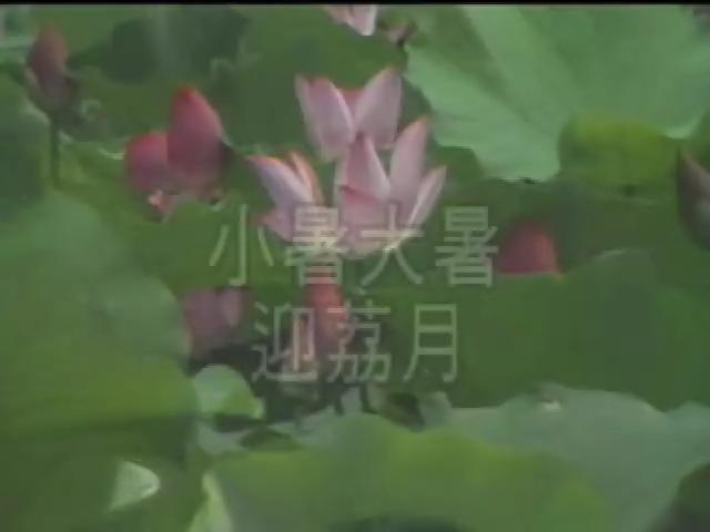 台灣民俗十二月令篇6
大暑小暑迎荔月