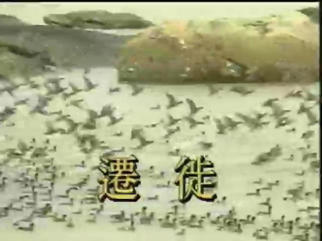 台灣瑰寶-9
遷徙