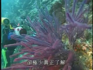 台灣瑰寶-重回海洋-5
穿越繽紛-發現珊瑚
