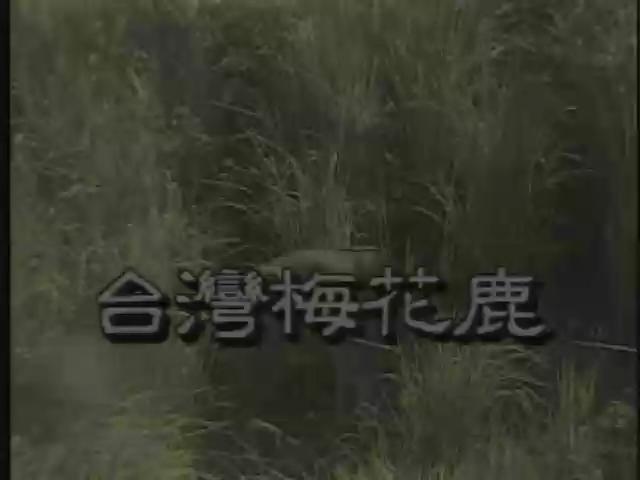 台灣特稀有生物-2
台灣梅花鹿
