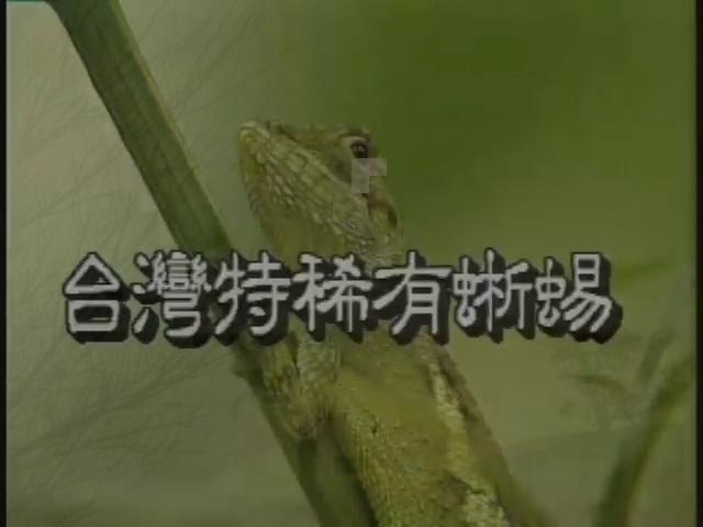 台灣特稀有生物-9
台灣的特有蜥蜴