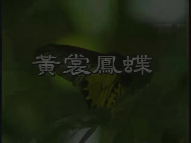 台灣特稀有生物-11
珠光黃裳鳳蝶