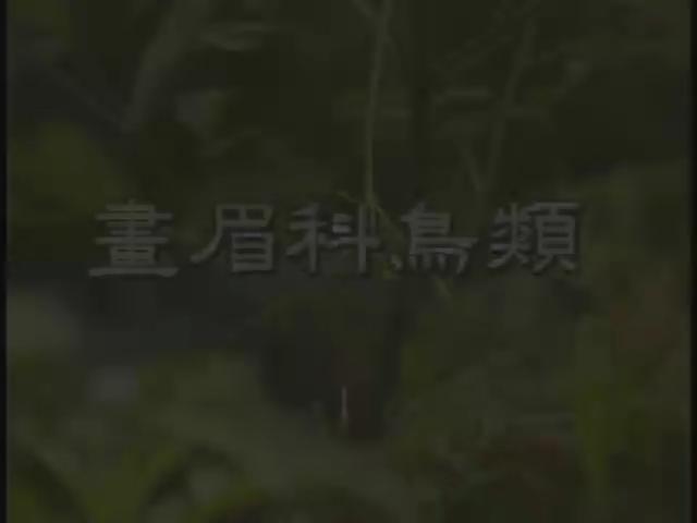 台灣特稀有生物-12
台灣特有的畫眉科鳥類
