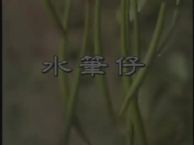 台灣特稀有生物-13
水筆仔