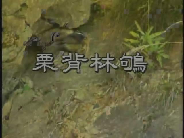 台灣特稀有生物-14
粟背林鴝