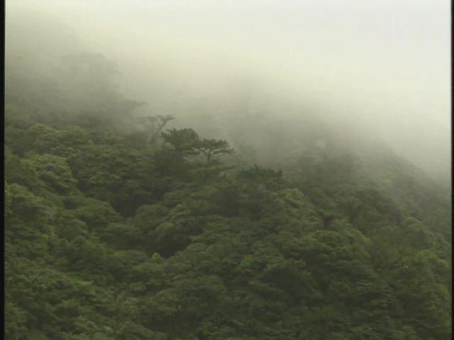 台灣特稀有生物-15
五色鳥