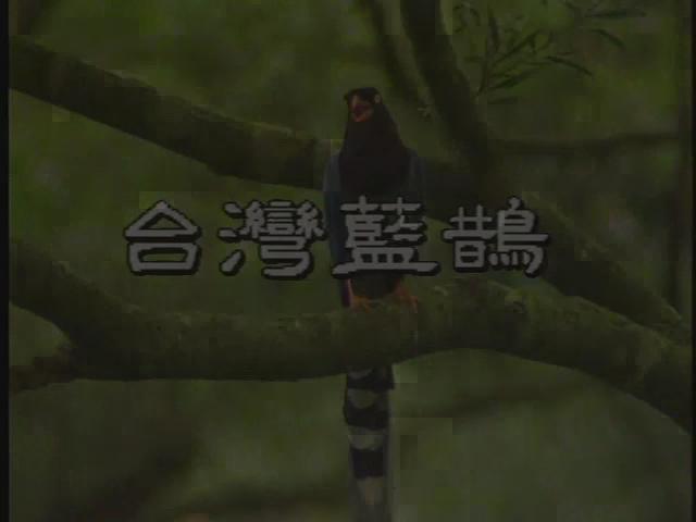 台灣特稀有生物-16
台灣藍鵲