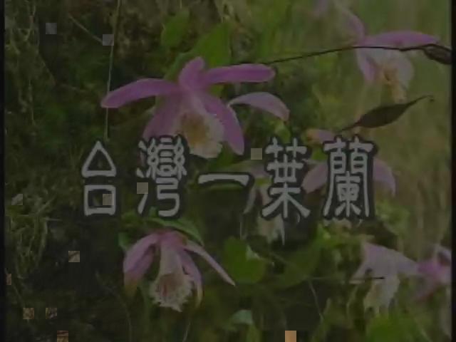 台灣特稀有生物-18
台灣一葉蘭
