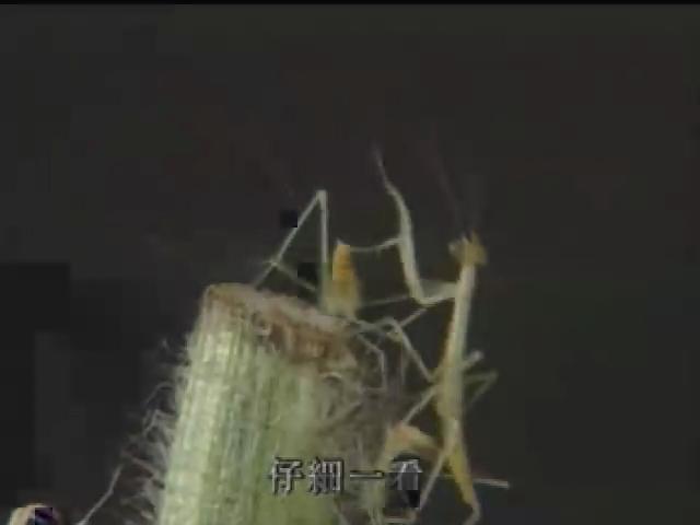 奇妙的昆蟲-2
螳螂