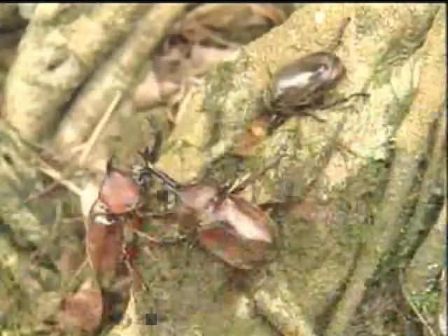 奇妙的昆蟲-4
獨角仙