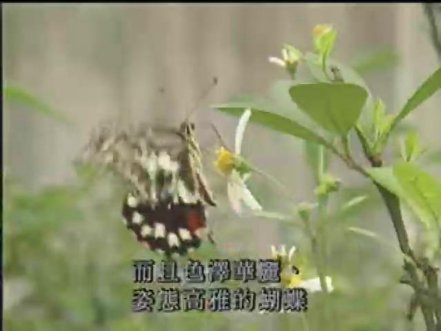 奇妙的昆蟲-5
鳳蝶