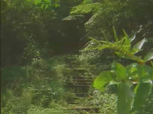奇妙的昆蟲-6
蟬