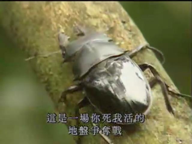 奇妙的昆蟲-7
鍬形蟲