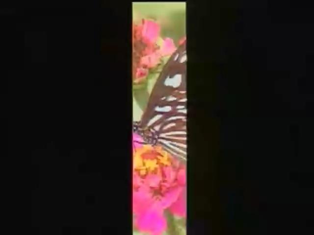奇妙的昆蟲-8
班蝶