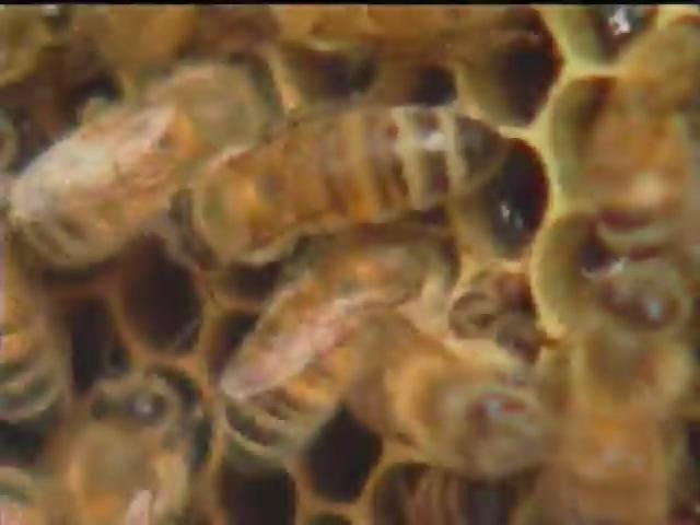 奇妙的昆蟲-9
蜜蜂