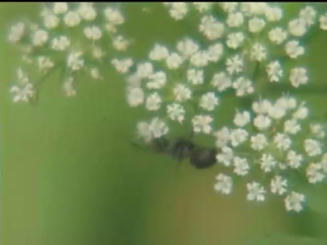 奇妙的昆蟲-11
螞蟻