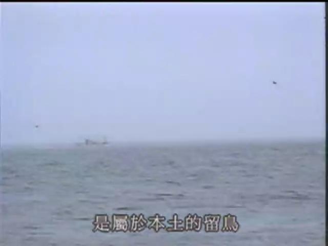 福爾摩沙大地-2
小燕鷗