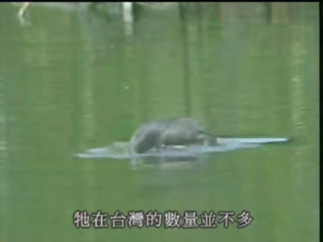福爾摩沙大地-3
小鷿鵜