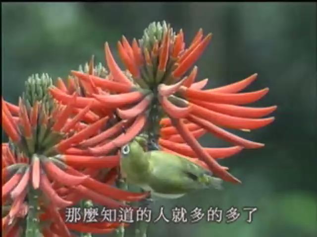 福爾摩沙大地-5 
綠繡眼