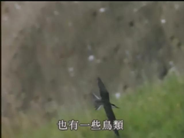 福爾摩沙大地-10
澎湖燕鷗