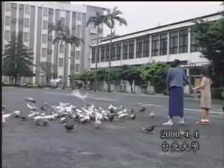福爾摩沙大地-11
鳩鴿科鳥類