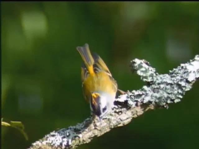 福爾摩沙大地-12
鶯科鳥類