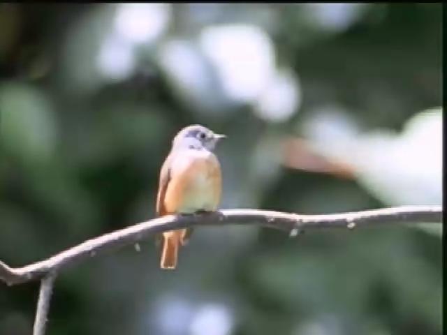 福爾摩沙大地-13
鶲科鳥類