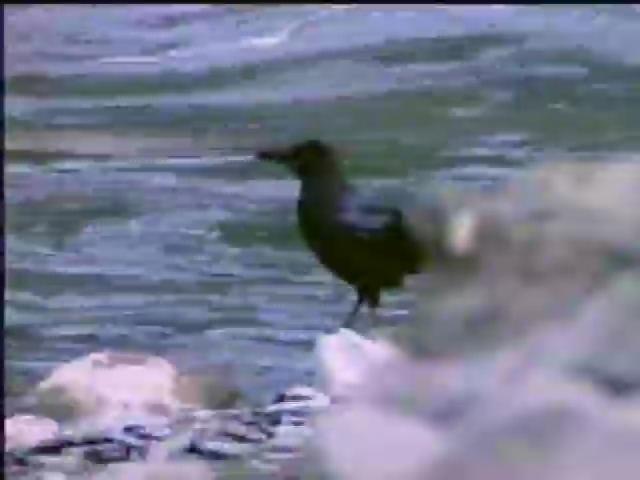 福爾摩沙大地-14
鴉科鳥類