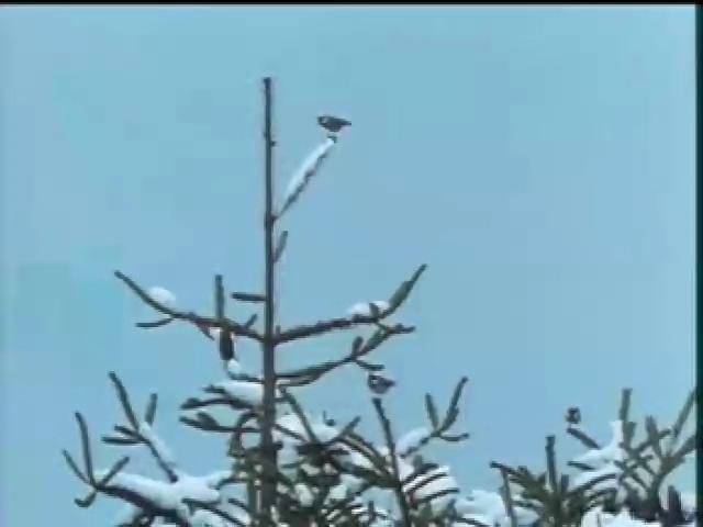 福爾摩沙大地-15
山雀科及雀科鳥類