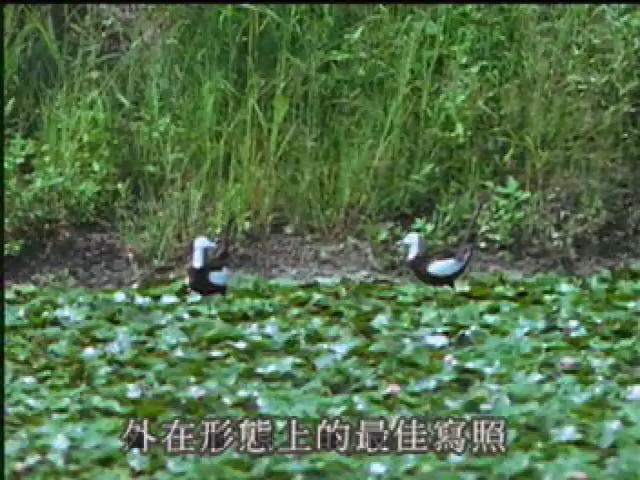 福爾摩沙大地-16
雉科鳥類
