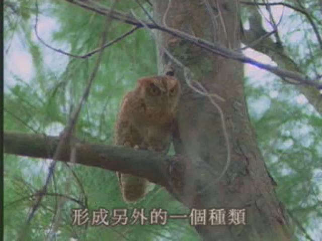 福爾摩沙大地-17
台灣特有種鳥類