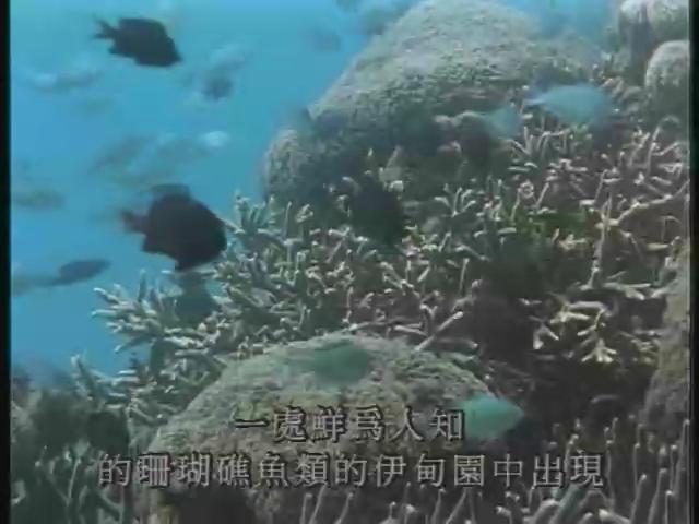 瀛海水晶宮-1
珊瑚礁魚類的""""伊甸園"""" 