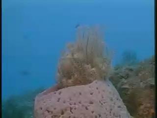 瀛海水晶宮-8
海岸生物的樂園─萬里洞