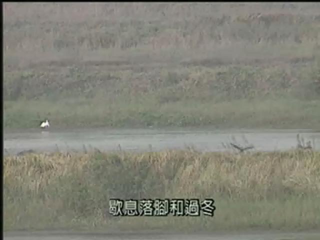 我們的島-再見海洋系列-7
侯鳥失樂園