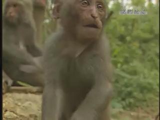 我們的島-台灣山林系列-11
猴祭