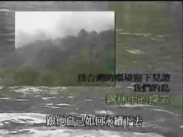 我們的島-2001年-4
霧林中的探索