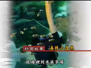 我們的島-2003年-3
尋找小丑魚